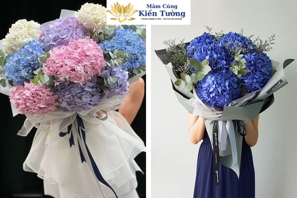 Hoa cẩm tú cầu. Hoa cẩm tú cầu.